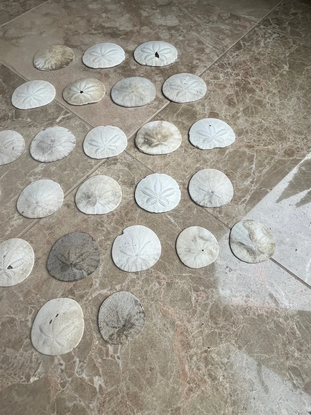 Natural Eastern Pacific White Sand Dollar Collection - 25 Pieces